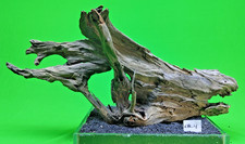 Large Corbo Root CBL4