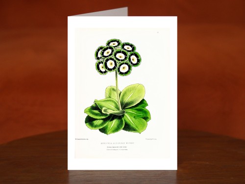Primula auricula from - auricula,