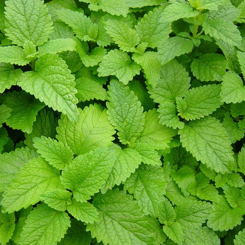 Mint lemon plant - mint,