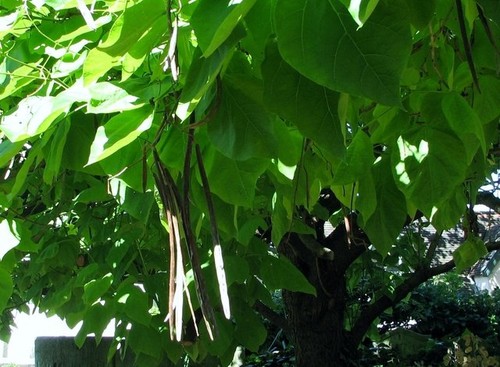 Photo 6x4 chinese catalpa tree - photo,