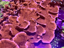 Red Plating Montipora 50-60mm Unmounted
