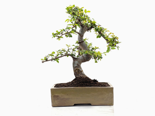 Bonsai chinese elm 22cm tundra - bonsai,