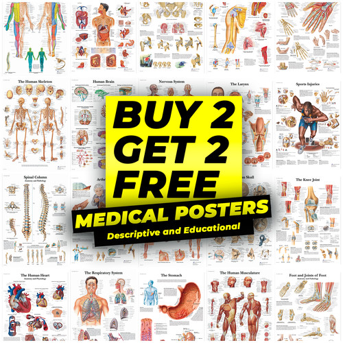 Human anatomy chiropractic - human,