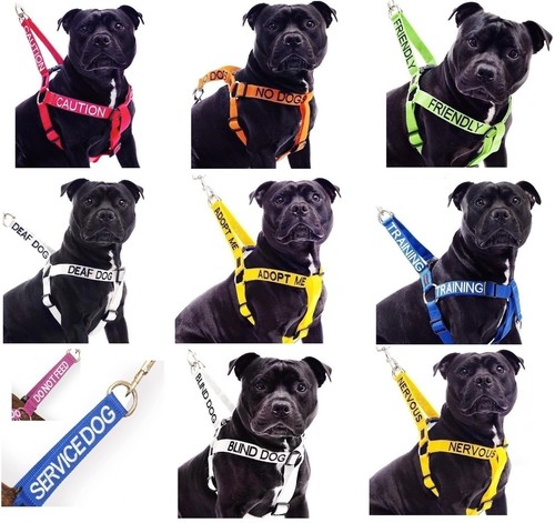 Strong leather staffy staff - strong,