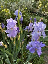 Iris Germanica Bearded