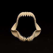 MEGALODON SHARK JAWS REPLICA