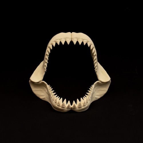 Megalodon shark jaws - jaws, replica