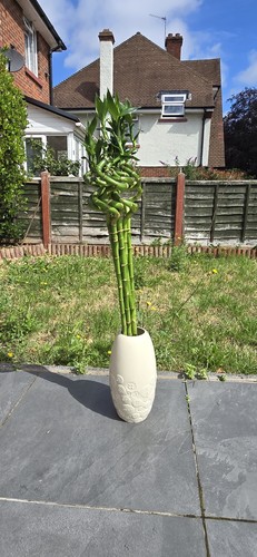Lucky bamboo spiral - lucky, 80cm