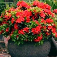 Red Azalea Japanese Evergreen