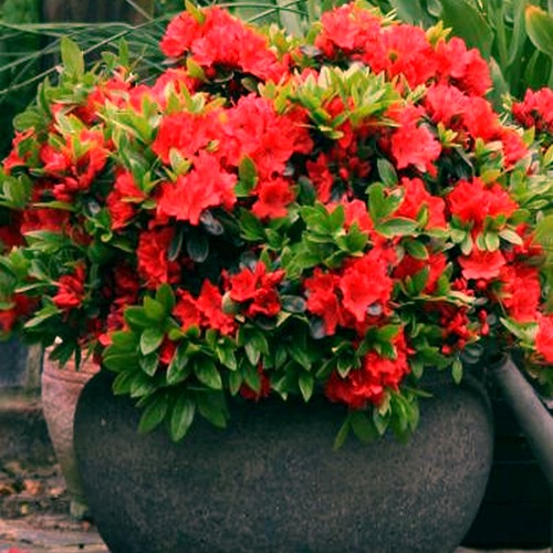 Red azalea japanese evergreen - japanese,