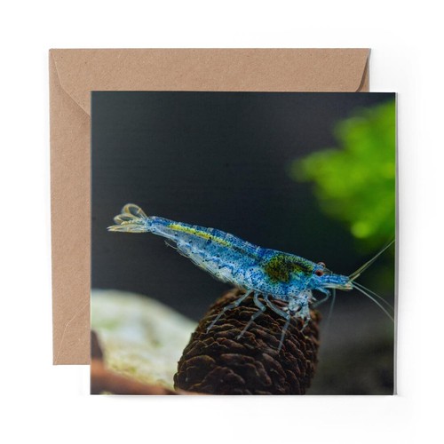 Blank greeting card blue - 1,