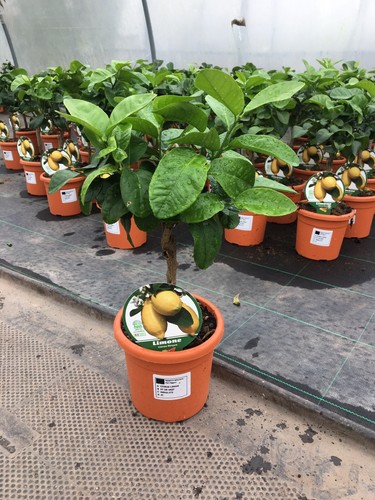 Mini lemon citrus tree - mini, 25-30cm