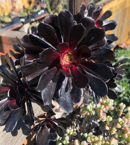 Aeonium black rose 2 - aeonium, rose'