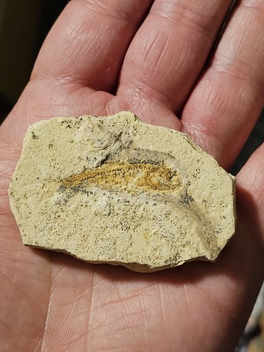 Fossil fish unknown - fossil, origin