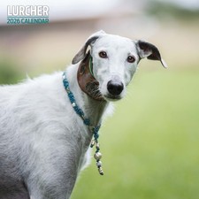 Lurcher 2026 Traditional