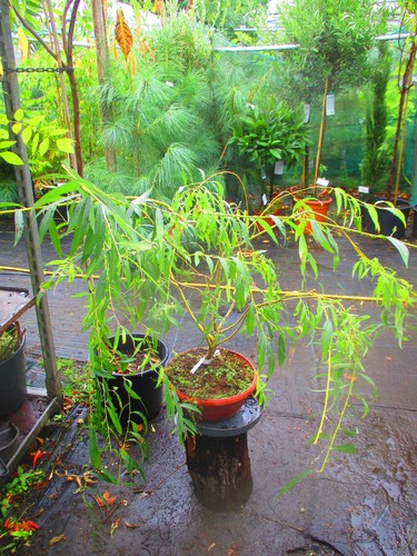 3ft inc pot golden weeping - 3ft,