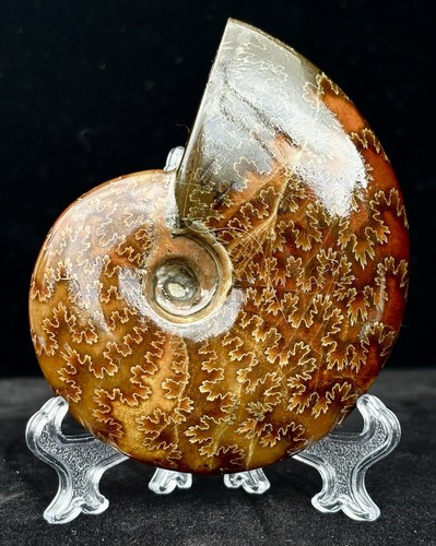 Ammonite 416 million - a,