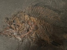  perch Fish fossil from Messel pit Germany 1975