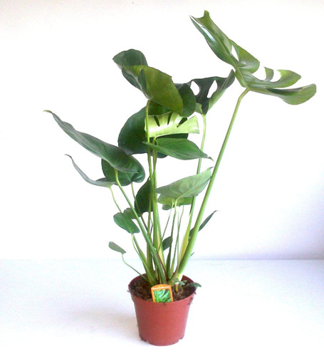 Swiss cheese plant monstera - swiss,