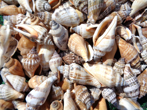 Strombus sea shells - 15,