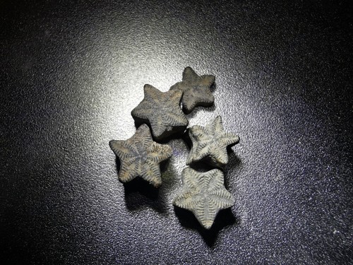 Crinoid star fossil 30 - fossil,