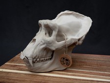 Life Size Gorilla Skull Replica – Realistic 3D Printed Bone Model Display