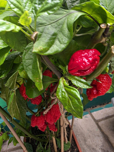 Carolina reaper trinidad - carolina,