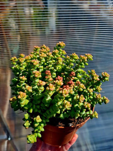 Crassula brevifolia tom thumb - crassula,