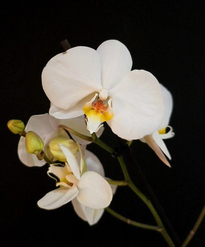 Phalaenopsis white yellow - phalaenopsis,