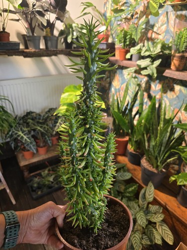 55cm eve pin cactus - eve's,