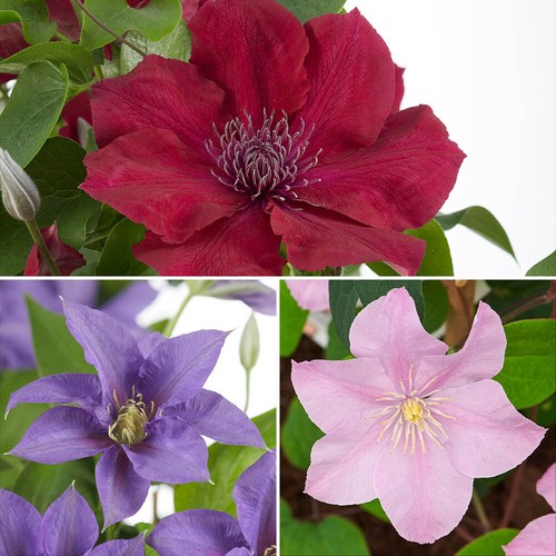 Climbing plants patio clematis - climbing,