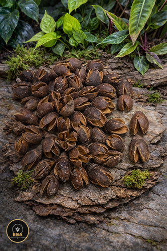 Bakuli pods natural botanical - pods,