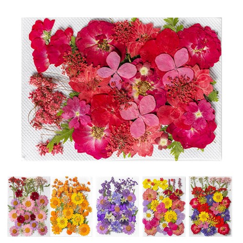 35pcs real dried flowers - real,