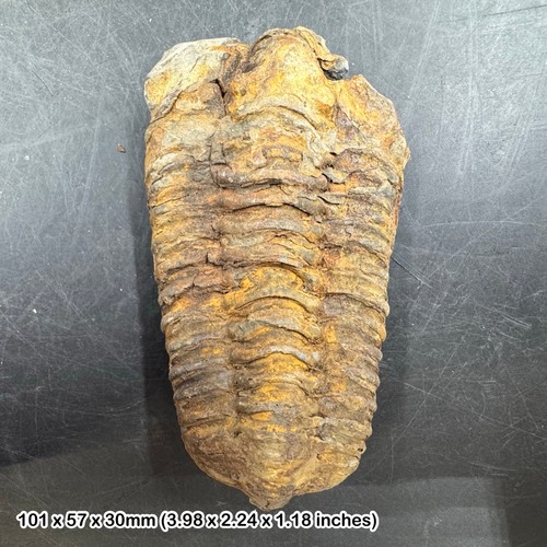 Diacalymene trilobite fossil - ,