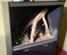 Large, Deep Arboreal Reptile Vivarium