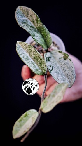 Hoya grey ghost full - hoya, plant