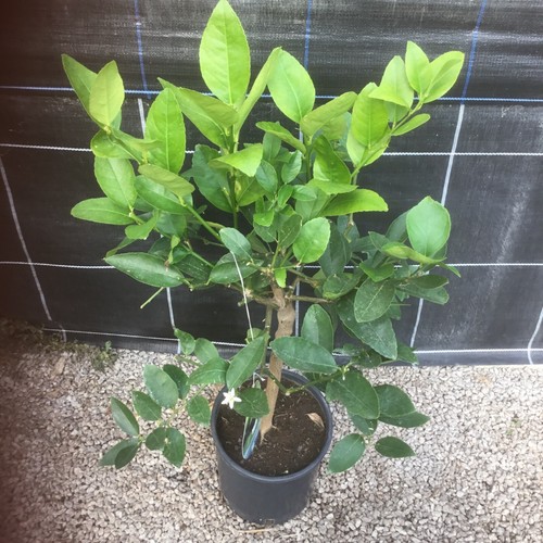 Citrus lime tahiti edible - 'tahiti',