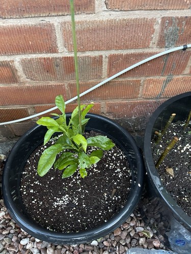 Citrus plant fruit - ,