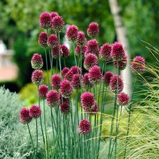 Allium Sphaerocephalon Drumstick Bulbs 10 25 50 or 100 Bulbs – Hardy Perennial
