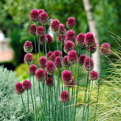 Allium sphaerocephalon - allium,