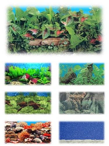Aquarium fish tank vivarium - fish,