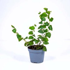 Ficus pumila Creeping Fig 6cm Live Tropical Terrarium Plant Easy creeper housepl