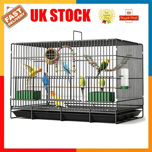 Bird cage siam - bird, canary