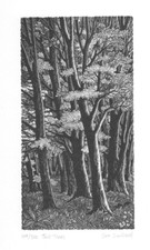 Wood Engraving SUE SCULLARD 'Tall Trees' - framed, signed, limited ed