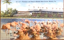 Flamingos and Nests at Hialeah
