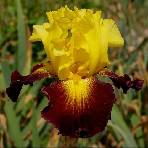 Bearded iris germanica - iris,