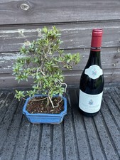 Bonsai Tree's Satsuki Azalea