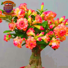 Adenium Obesum Plants UK Best