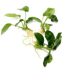 ANUBIAS NANA x3 Live Aquarium