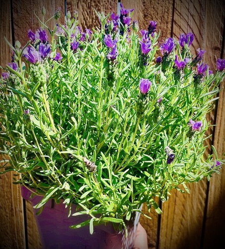 Large castilliano lavender - 💜large,